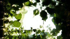 A photo of dark leaves covering glass window